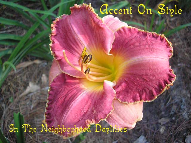Accent On Style  (Stamile, 2000)-CLICK PICTURE;Accent On Style Daylily, Stamile Daylily,Cherry Rose Daylily,2000 Registered Daylily,Midseason Blooming Daylily, Reblooming Daylily, Affordable Daylilies