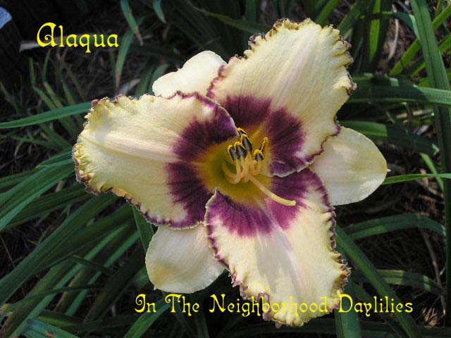 Alaqua  (Stamile, 1996)-CLICK PICTURE;Alaqua Daylily,Stamile Daylily,Midseason Daylily,Reblooming Daylily,Eyed Daylily,Fragrant Daylily,Affordable Daylilies