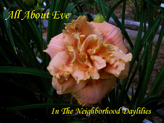 All About Eve  (Kirchhoff D., 2000)-CLICK PICTURE;All About Eve Daylily,Kirchhoff Daylily,Double Daylily,2000 Registered Daylily,Peach Pink & Rose Halo Daylily, Fragrant Daylily,Affordable Daylilies,Award Winning Daylily