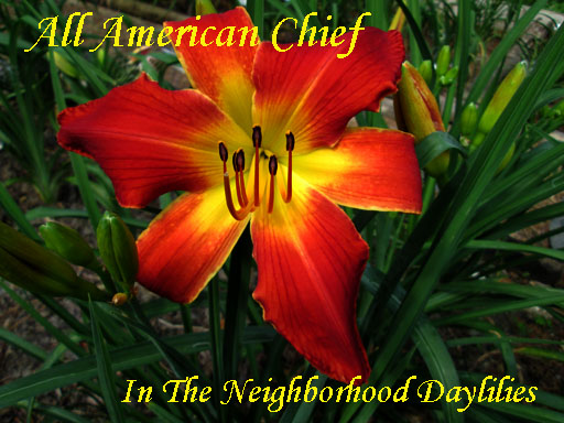 All American Chief  (Sellers,  1994)-Daylily;Daylilies;All American Chief Daylily;Seller 1994 Daylily;Award Winning Daylily;Reblooming Daylilies;Red Self Daylily;Early To Midseason Blooming Daylily