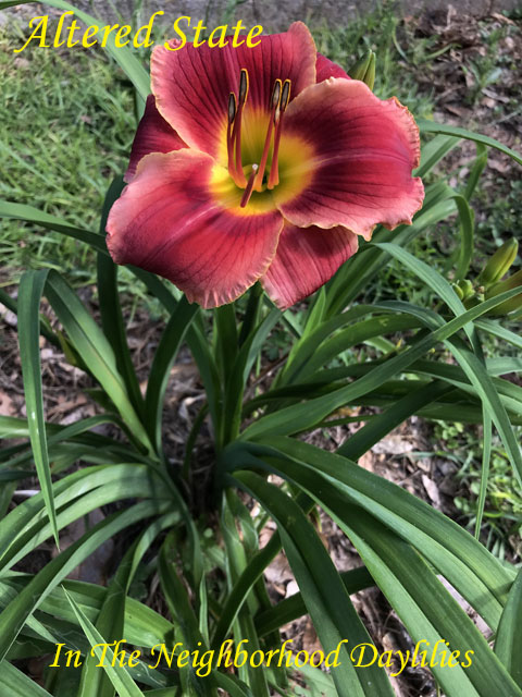 Altered State  (Carr,  1997)-Daylily;Daylilies;CLICK ON IMAGE TO ENLARGE;Altered State Daylily;Carr Daylily;Cherry Red w' Darker Cherry Eye & Pink Red Border Daylily;Reblooming Daylilies;Extended Bloom Time Daylily;