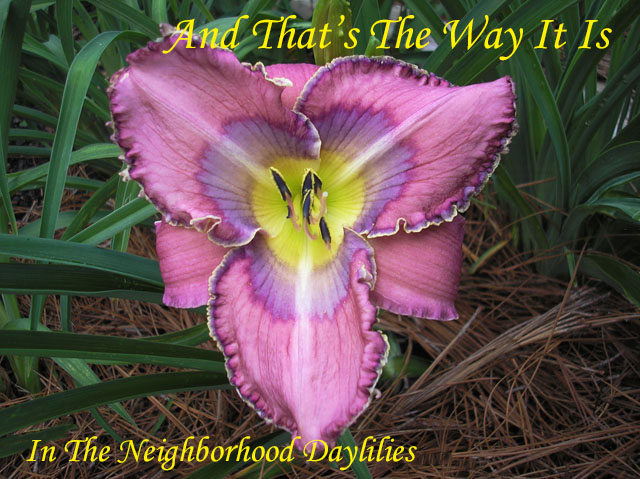 And That's the Way It Is  (Wilkerson  2010)-Daylily;Daylilies;Day Lilly;CLICK ON IMAGE TO ENLARGE;Daylily And That's the Way It Is;Wilkerson 2010 Daylily;Pink Lavender w' Lavender & Purple Patterned Eye, Triple Edge of Purple, Lavender, and Gold Above a Green Throat Daylily;Reblooming Daylilies;Perennial Daylilies 