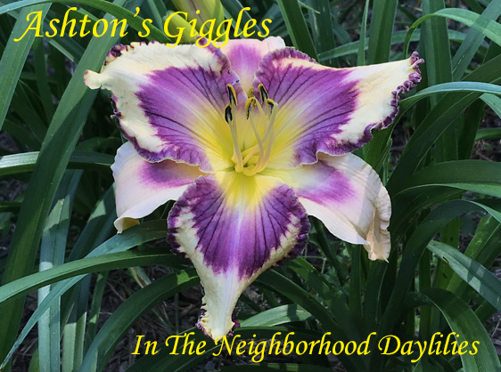 Ashton's Giggles  (Phelps  2006)-Daylily;Daylilies;Day Lillies;CLICK ON IMAGE TO ENLARGE;Daylily Ashton's Giggles;Phelps 2006 Daylily;Cream w' Huge Violet Eye & Violet Silver Braided Edge Above Green Extending to Yellow Throat Daylily;Reblooming Daylilies;Perennial Daylilies
