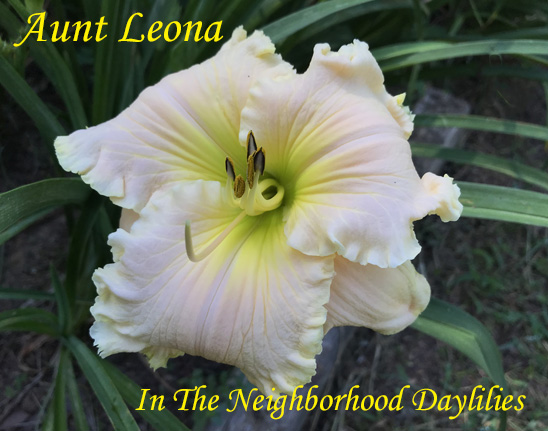 Aunt Leona  (Smith, FR.,  2006)-Daylily;Daylilies;Daylillies;CLICK ON IMAGE TO ENLARGE;Daylily Aunt Leona;2006 Frank Smith Daylily;Soft Pastel Coral w'Ruffled Edge Daylily;Reblooming Daylilies;Extended Bloom Time Daylily