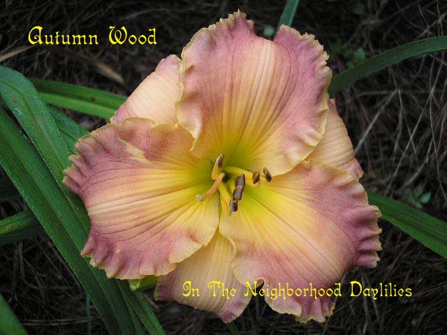 Autumn Wood  (Dougherty, H.  1991)-Daylily;Daylilies;CLICK ON IMAGE TO ENLARGE;H. Dougherty 1991 Daylily;Award Winning Daylily;Peach Green Polychrome Daylily;Dormant Daylily