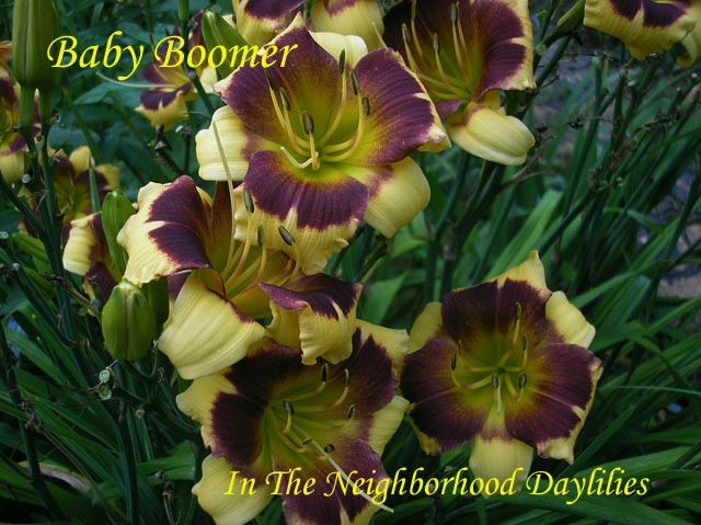 Baby Boomer  (Herrington, T., 1996)-CLICK PICTURE;Daylily Baby Boomer;Tim Herrington Daylily;Yellow w' Purple Eye Daylily;Award Winning Daylily;1996 Registered Daylily;Early Season Daylily;Diploid Daylily;Evergreen Daylily