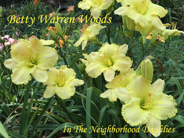 Betty Warren Woods  (Munson, R.W., 1987)-CLICK PICTURE;Daylily Betty Warren Woods;Munson Daylily;Cream Yellow w' Gold Ruffled Edge Daylily;Award Winning Daylily;Early Midseason Daylily;Reblooming Daylilies;Fragrant Daylilies;Affordable Daylilies