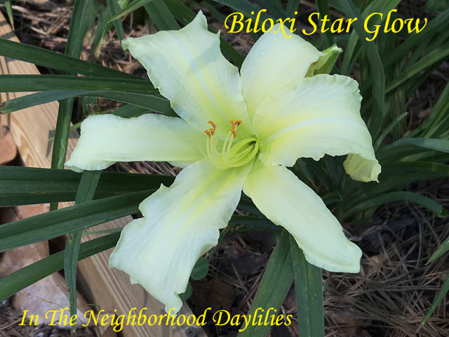 Biloxi Star Glow  (Ingram,  2010)-Daylily;Daylilies;CLICK PICTURE;Biloxi Star Glow Daylily;Rusty Ingram Daylily;Cream White Self Daylily;Late Blooming Daylily;Reblooming Daylilies