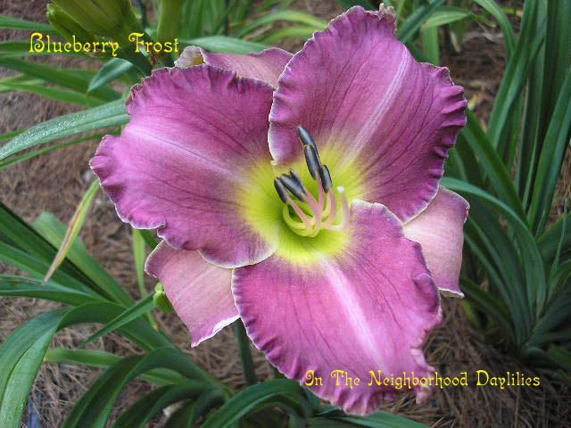Blueberry Frost  (Stamile, 1997)-Daylily;Daylilies;Day Lilly;CLICK IMAGE TO ENLARGE;Daylily Blueberry Frost;Stamile Daylily;Blue Purple Blend Daylily;Affordable Daylilies;Midseason Daylily;Reblooming Daylilies;Fragrant Daylilies;Tetraploid Daylily;Evergreen Daylily