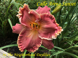 Calle Arena Sunset  (Hansen, D.  2012)-Daylily;Daylilies;Day Lilly;CLICK ON IMAGE TO ENLARGE;Daylily Calle Arena Sunset;Dan Hansen 2012 Daylily;Hot Coral w' Pink Orange Bubbly Edge, Orange Yellow Throat Daylily;Reblooming Daylilies;Perennial Daylilies