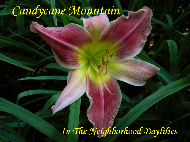 Candy Stripe Mountain (Herrington, H.,  2000)-Daylily;Daylilies;CLICK PICTURE;Candy Stripe Mountain Daylily;H.Herrington 2000 Daylily;Large Flowering Daylily;Reblooming Daylilies;Rose w' Pink Blend & Dark Rose Eye Daylily