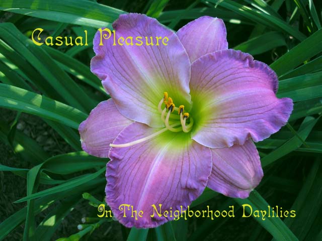Casual Pleasure  (Gates, L.,  1985)-Daylily;Daylilies;Daylillies;CLICK ON IMAGE TO ENLARGE;Daylily Casual Pleasure;L.Gates 1985 Daylily;Pink Lavender Blend Daylily;Reblooming Daylilies;Fragrant Daylilies