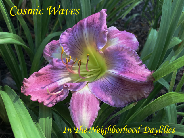 Cosmic Waves  (Reimer  2014)-Daylily;Daylilies;Day Lillies;CLICK ON IMAGE TO ENLARGE;Cosmic Waves Daylily;Reimer 2014 Daylily;Light Dusty Mauve w' Lavender Patterned Band on Petals & Light Blue Halo on Sepals w' Yellow Green Throat;Reblooming Daylilies;Perennial Daylilies
