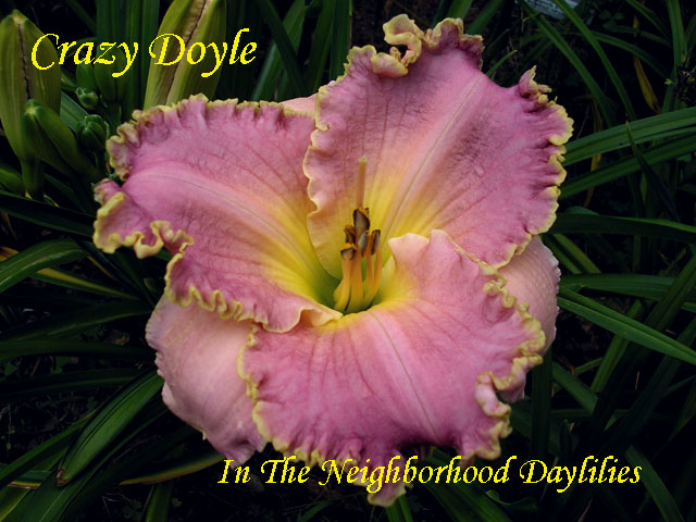 Crazy Doyle  (Townsend, J., 2003)-CLICK PICTURE;Daylily Crazy Doyle;Townsend Daylily;Pink w' White to Gold Edge Above Yellow to Green Throat Daylily;Early to Midseason Daylily;Reblooming Daylilies;Tetraploid Daylily;Semi-evergreen Daylily