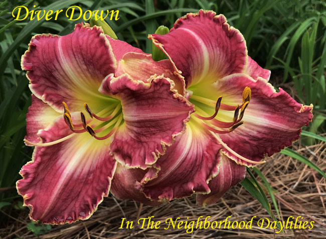 Diver Down  (Hansen, D.  2016)-Daylily;Daylilies;Day Lillies;CLICK ON IMAGE TO ENLARGE;Daylily Diver Down;Dan Hansen 2016 Daylily;Gorgeous, Sunfast, Cherry Red Petals w' Creamy Eye & Foamy Cream Edge Daylily;Reblooming Daylilies;Perennial Daylilies