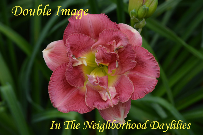 Double Image  (Stamile,  2002)-Daylilly;Daylilies;Daylillies;Daylily Double Image;Stamile 2002 Daylily;Double Daylily;Reblooming Daylilies;Deep Rose Pink Blend Daylily;Very Fragrant Daylilies