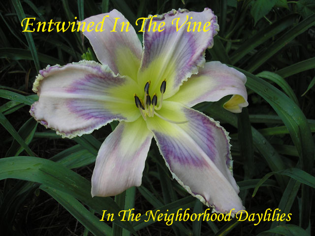 Entwined In The Vine  (Emmerich,  2007)-Daylily;Day Lily;Daylilies;CLICK ON IMAGE TO ENLARGE;Daylilies For Sale;Entwined In The Vine Daylily;Emmerich 2007 Daylily;Award Winning Daylily;Lavender Pink w'Multicolored Patterned Lavender Violet Eye & Ege Daylily;Reblooming Daylilies;Very Fragrant Daylilies;Perennials