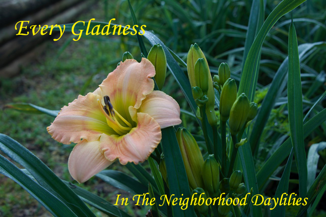 Every Gladness  (Kirchhoff, D., 2000)-CLICK PICTURE;Daylily Every Gladness;Kirchhoff,D. Daylily;Peach Pink w' Rose Pink Halo Daylily;Extra Early Season Daylily;Reblooming Daylilies;Extended Blooming Time Daylily;Tetraploid Daylily;Evergreen Daylily