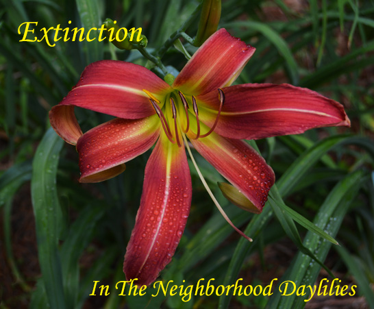 Extinction (Reed  1996)-Daylily;Daylilies;Day Lillies;Daylily Extinction;1996 Margo Reed Daylily;Cherry Pink Self w' Green Throat Daylily;Spider Daylily;Fragrant Daylilies;Perennial Daylilies