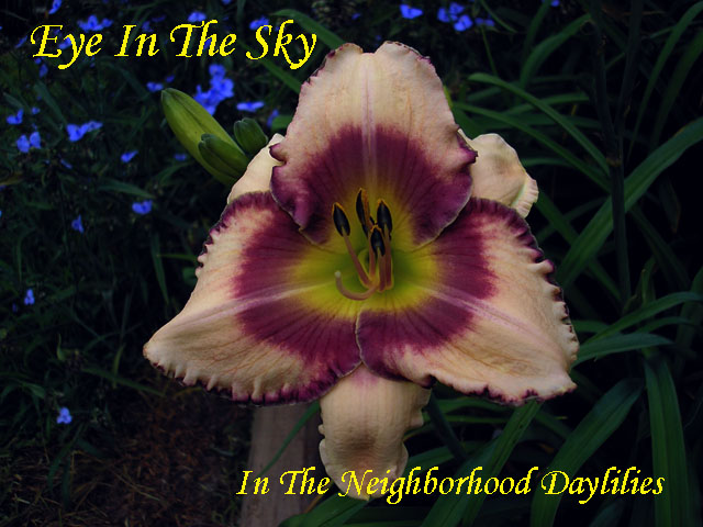 Eye In The Sky  (Collins, T., 1999)-Daylily;Daylilies;Day Lilly;CLICK IMAGE TO ENLARGE;Daylily Eye In The Sky;T.Collins Daylily;Cream w' Plum Eye & Edge Daylily;Early to Midseason Daylily;Reblooming Daylilies;Fragrant Daylily;Extended Blooming Time Daylilies;Tetraploid Daylily;Evergreen Daylily