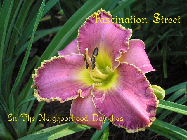 Fascination Street  (Rice, J., 2000)-CLICK PICTURE;Daylily Fascination Street;J.Rice Daylily;Rose w' Darker Band & Gold Edge Daylily;Midseason Daylily;Reblooming Daylilies;Extended Blooming Time Daylilies;Tetraploid Daylily;Semi-evergreen Daylily