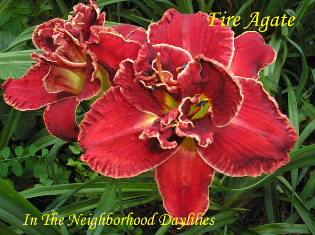 Fire Agate  (Stamile  2005)-Daylily;Daylilies;Day Lily;CLICK ON IMAGE TO ENLARGE;Daylily Fire Agate;2005 Stamile Daylily;Red Self Above Green Throat Daylily;Double Daylily;Reblooming Daylilies;Perennials