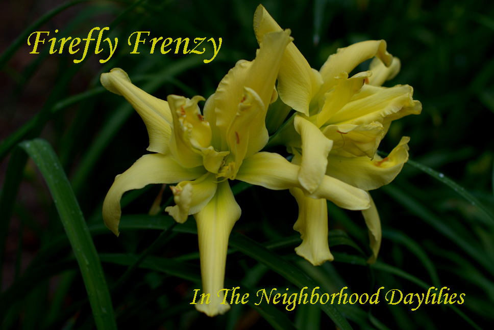 Firefly Frenzy  (Joiner, J.,  2002)-Daylily;Daylilies;Daylillies;CLICK ON IMAGE TO ENLARGE; Daylily;Daylilies;Firefly Frenzy Daylily;Lemon Drop Self Daylily;Award Winning Daylily;Reblooming Daylilies;Double Daylily