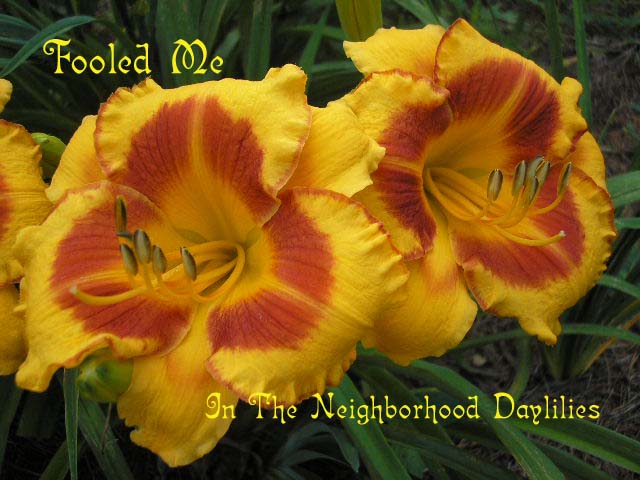 Fooled Me (Hein, 1990)-CLICK PICTURE;Daylily Fooled Me;Hein Daylily;Golden Yellow w' Red Edge & Deep Red Eye Daylily;Award Winning Daylily;Early to Midseason Daylily;Extended Blooming Time Daylilies;Tetraploid Daylily;Dormant Daylily