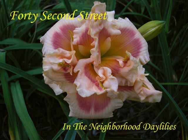 Forty Second Street  (Kirchhoff, D., 1991)-Daylily;Daylilies;CLICK PICTURE;Daylily Forty Second Street;Kirchhoff,D. 1991 Daylily;Pastel Pink w' Bright Rose Eye Daylily; Double Daylily;Award Winning Daylily;Midseason Daylily;Reblooming Daylilies;Extended Blooming Time Daylilies;Diploid Daylily;Evergreen Daylily