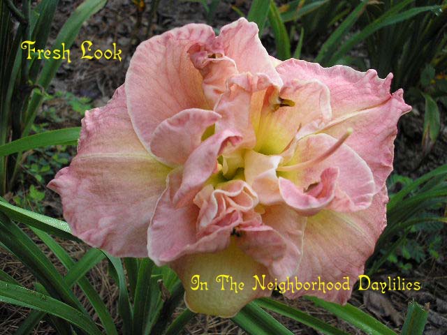 Fresh Look   (Joiner, J., 1999)-Daylily;Daylilies;Day Lillies;CLICK IMAGE TO ENLARGE;Daylily Fresh Look;J.Joiner Daylily;Pink Icing Self Daylily;Double Daylily;Midseason Daylily;Reblooming daylilies;Diploid Daylily;Semi-evergreen Daylily;Perennial Daylily