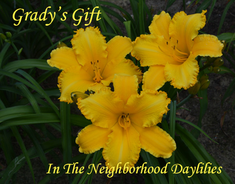 Grady's Gift  (Kennedy-Kearney, 2000)-Daylily;Daylilies;Day Lily;CLICK IMAGE TO ENLARGE;Daylily Grady's Gift;Kennedy-Kearney 2000 Daylily;Golden Yellow w' Ruffled Edge Daylily;Fragrant Daylily;Late Season Daylilies;Perennial Plant;Diploid Daylily;Dormant Daylily