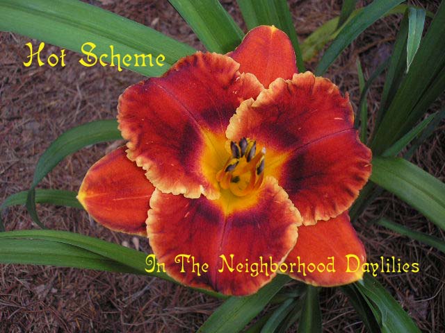 Hot Scheme  (Salter, E.H., 1997)-CLICK PICTURE;Daylily Hot Scheme;E.H.Salter Daylily;Velvet Red Self & Gold Edge Daylily;Daylily Pictures;Perennials;Award Winning Daylilies;Affordable Daylilies;Midseason Daylilies;Reblooming Daylilies
