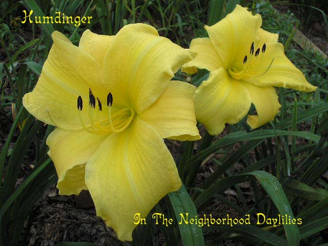 Humdinger  (Joiner. 1988)-Daylily;Daylilies;Day lily;CLICK IMAGE TO ENLARGE;Daylily Humdinger;Joiner Daylily;Yellow Self Daylily;Award 
Winning Daylily;Perennial Plants;Early To Midseason Daylily;Reblooming Daylilies;Affordable Daylilies;Tetraploid Daylily;Evergreen Daylily