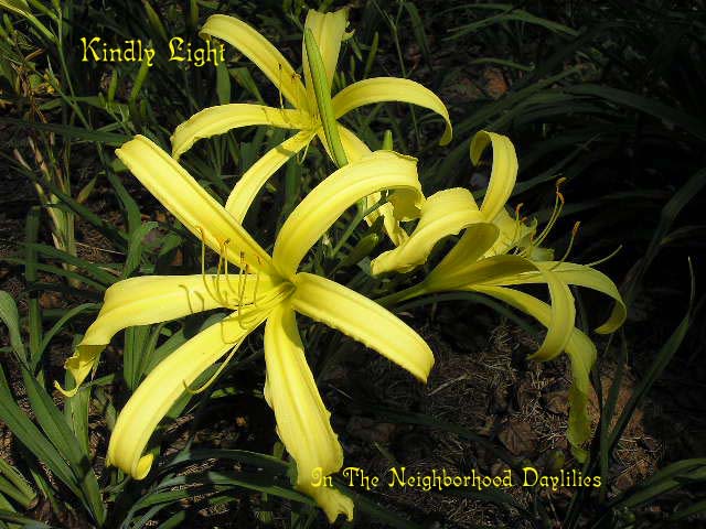 Kindly Light   (Bechtold, 1949)-CLICK PICTURE;Daylily Kindly Light;Bechtold Daylily;Light Yellow Green Self Daylily;Spider Daylily;Award Winning Daylily;Affordable Daylilies;Perennials;Midseason Daylily;Extended Blooming Time Daylilies;Diploid Daylily;Dormant Daylily