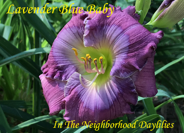 Lavender Blue Baby  (Carpenter, J., 1996)-CLICK PICTURE;Daylily Lavender Blue Baby;J.Carpenter Daylily;Lavender Blue w' Lavender Blue Eye Daylily;Award Winning Daylily;Perennial;Fragrant Daylilies;Early To Midseason Daylily;Reblooming Daylilies;Diploid Daylily;Dormant Daylily
