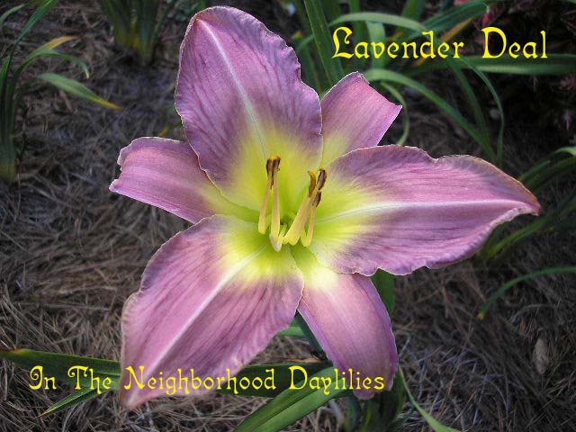 Lavender Deal  (Kirby & Oakes, 1981)-Daylily;Daylilies;CLICK IMAGE TO ENLARGE;Daylily Lavender Deal;Kirby & Oakes Daylily;Deep Lavender Self Daylily;Perennials;Mid To Late Season Daylily;Reblooming Daylilies;Affordable Daylilies;Fragrant Daylily;Extended Blooming Time Daylilies;Tetraploid Daylily;Dormant Daylily