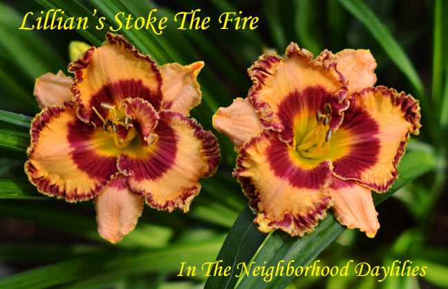 Lillian's Stoke The Fire (Manning  2009)-Daylilies For Sale;Click on Image to Enlarge;Daylily;Daylillies;Day Lillies;Daylily Lillian's Stoke The Fire;2009 Manning Daylily;Yellow w' Red Eye & Double Red and Gold Edge Above Orange Throat Daylily;Reblooming Daylilies;Perennial Daylilies