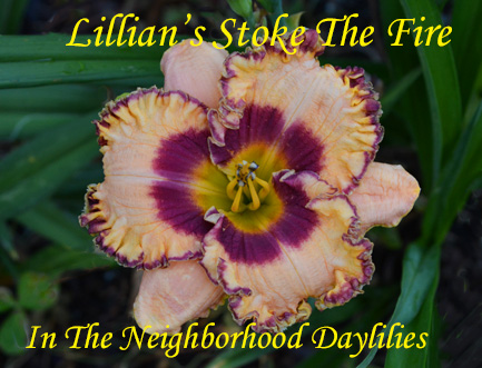 Lillian's Stoke The Fire (Manning  2009)-Daylilies For Sale;Click on Image to Enlarge;Daylily;Daylillies;Day Lillies;Daylily Lillian's Stoke The Fire;2009 Manning Daylily;Yellow w' Red Eye & Double Red and Gold Edge Above Orange Throat Daylily;Reblooming Daylilies;Perennial Daylilies