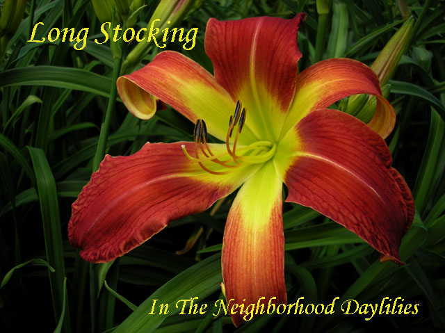 Long Stocking (Stamile,  1997)-Daylily;Daylilies;Daylily Long Stocking;Stamile 1997 Daylily;Red Self Spider Daylily;Award Winning Daylily;Reblooming Daylilies