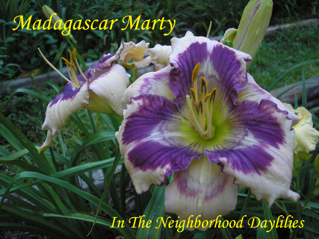 Madagascar Marty (Hansen, D.  2012)-Daylily;Daylilies;Day Lilies;CLICK ON PICTURE TO ENLARGE;Dan Hansen 2012 Daylily;Complex Eye, Blue-violet w' Multiple white Birds w' Black Veins Near White Petaloids, Lime Green Throat Daylilies;Reblooming Daylilies;Perennials