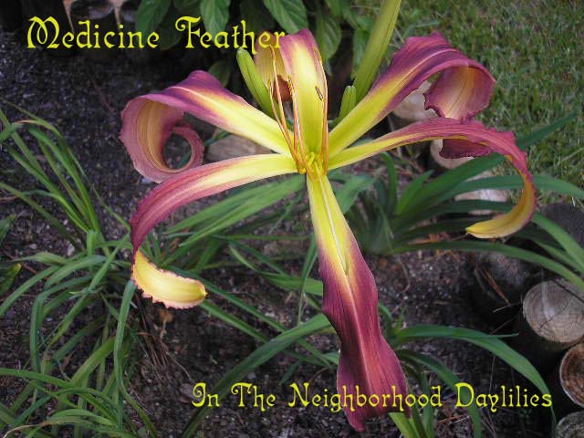 Medicine Feather  (Roberts, N., 2001)-Daylily Medicine Feather;N.Roberts 2001 Daylily;Light Garnet w' Darker Eye Daylily;Spider Daylily;Perennial;Early To Midseason Daylily;Reblooming Daylilies;Fragrant Daylilies;Extended Blooming Time Daylilies;Diploid Daylily;Semi-evergreen Daylily