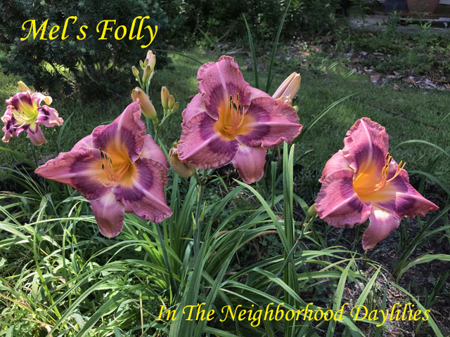 Mel's Folly  (Collins, 1986)-Daylily Mel's Folly;Collins Daylily;Rose w' Purple Eye Daylily;Perennial;Affordable Daylilies;Midseason Daylily;Tetraploid Daylily;Dormant Daylily