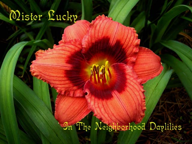 Mister Lucky  (Sellers,  1995)-CLICK PICTURE;Daylily Mister Lucky;Sellers Daylily;Red w' Dark Red Eyezone Daylily;Daylily Pictures;Perennials;Affordable Daylilies;Early Midseason Daylilies;Reblooming Daylilies