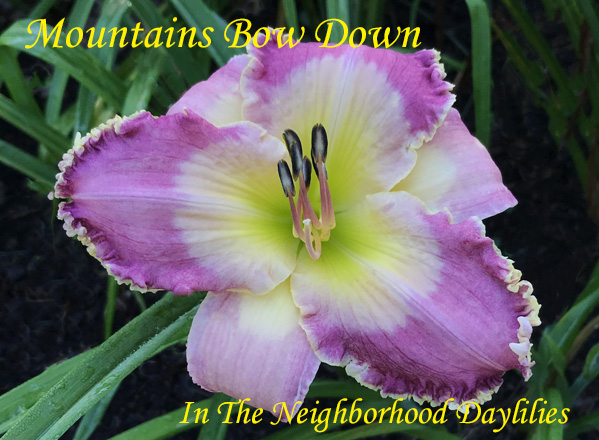 Mountains Bow Down  (Bell, T.,  2005)-Daylily;Day Lily;Daylilies;CLICK ON IMAGE TO ENLARGE;Daylilies For Sale;Daylily Mountains Bow Down;T.Bell 2005 Daylily;Lavender Mauve Bitone w' Chalky Lavender Watermark & Edge Above Green Throat Daylily;Reblooming Daylilies;Fragrant Daylilies;Perennial