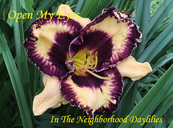 Open My Eyes  (Grace, L., 2001)-Daylily Open My Eyes;Larry Grace Daylily;Orange w' Dark Purple Eye Daylily;Award Winning Daylily;Perennials;Fragrant Daylilies; Early Season Daylily;Tetraploid Daylily;Evergreen Daylily