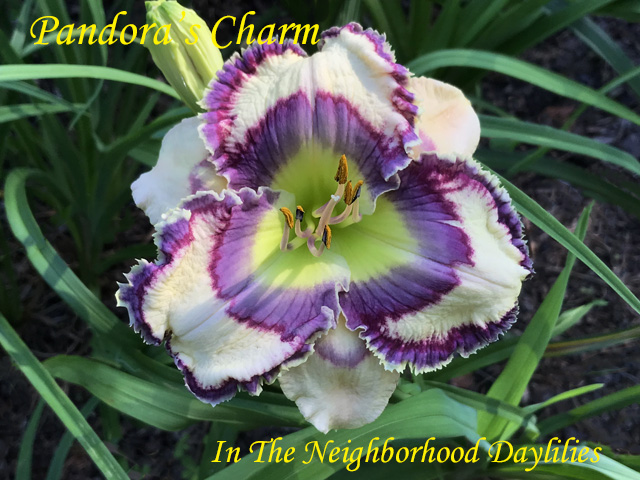 Pandora's Charm  (Pierce, G.  2016)-Daylily;Daylilies;Day Lillies;CLICK ON IMAGE TO ENLARGE;Daylily Pandora's Charm;Guy Pierce 2016 Daylily;Cream White w' Purple Eye Outlined In Raspberry, Green Throat, Double Edge of Purple & Raspberry With Serrated Teeth Daylily;Reblooming Daylilies;Perennial Daylilies