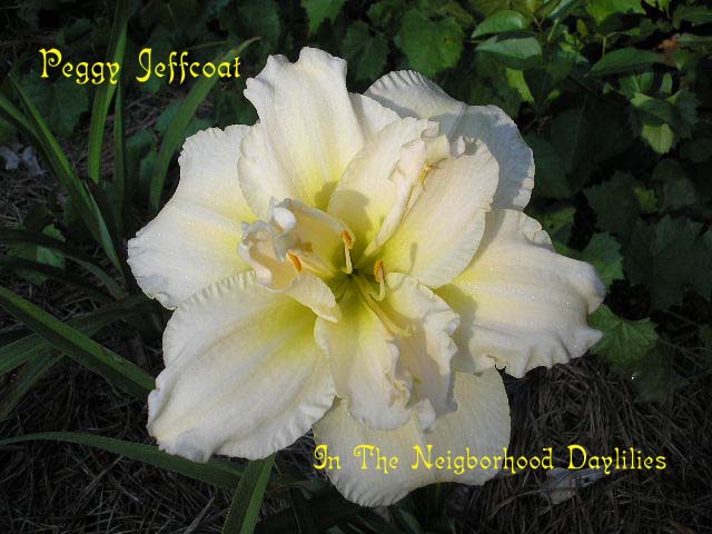 Peggy Jeffcoat  (Joiner, J., 1995)-Daylily Peggy Jeffcoat;J.Joiner Daylily;Yellow White Self Daylily;Double Daylily;Award Winning Daylily;Perennials;Mid To Late Season Daylily;Reblooming Daylilies;Extended Blooming Time Daylilies;Diploid Daylily;Dormant Daylily