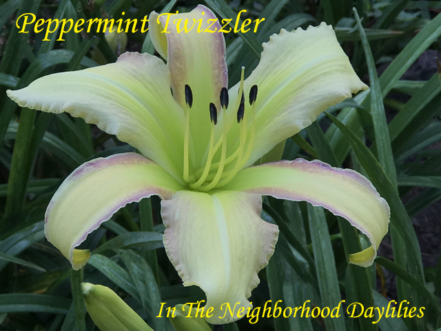 Peppermint Twizzler  (George, T.  2004)-Daylily;Daylilies;Day Lily;Daylily Peppermint Twizzler;George, T. 2004 Daylily;Cream w' Rose Red Edge Above Green Throat Daylily;Reblooming Daylilies;Unusual Form Daylily;Extended Blooming Time Daylilies