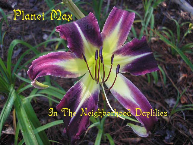 Planet Max   (Reed, 1996)-Daylily Planet Max;Reed Daylily;Dark Purple Self Daylily;Spider Daylily;Award Winning Daylily;Perennial;Early To Midseason Daylily;Diploid Daylilies;Semi-evergreen Daylilies
