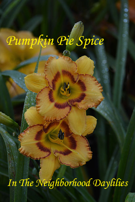 Pumpkin Pie Spice  (Joiner, 1997)-Daylily Pumpkin Pie Spice;Joiner Daylily;Buckskin w' Mauve Wine Eye Daylily;Award Winning Daylily;Perennials;Affordable Daylilies;Early To Midseason Daylily;Reblooming Daylilies;Tetraploid Daylily;Evergreen Daylily